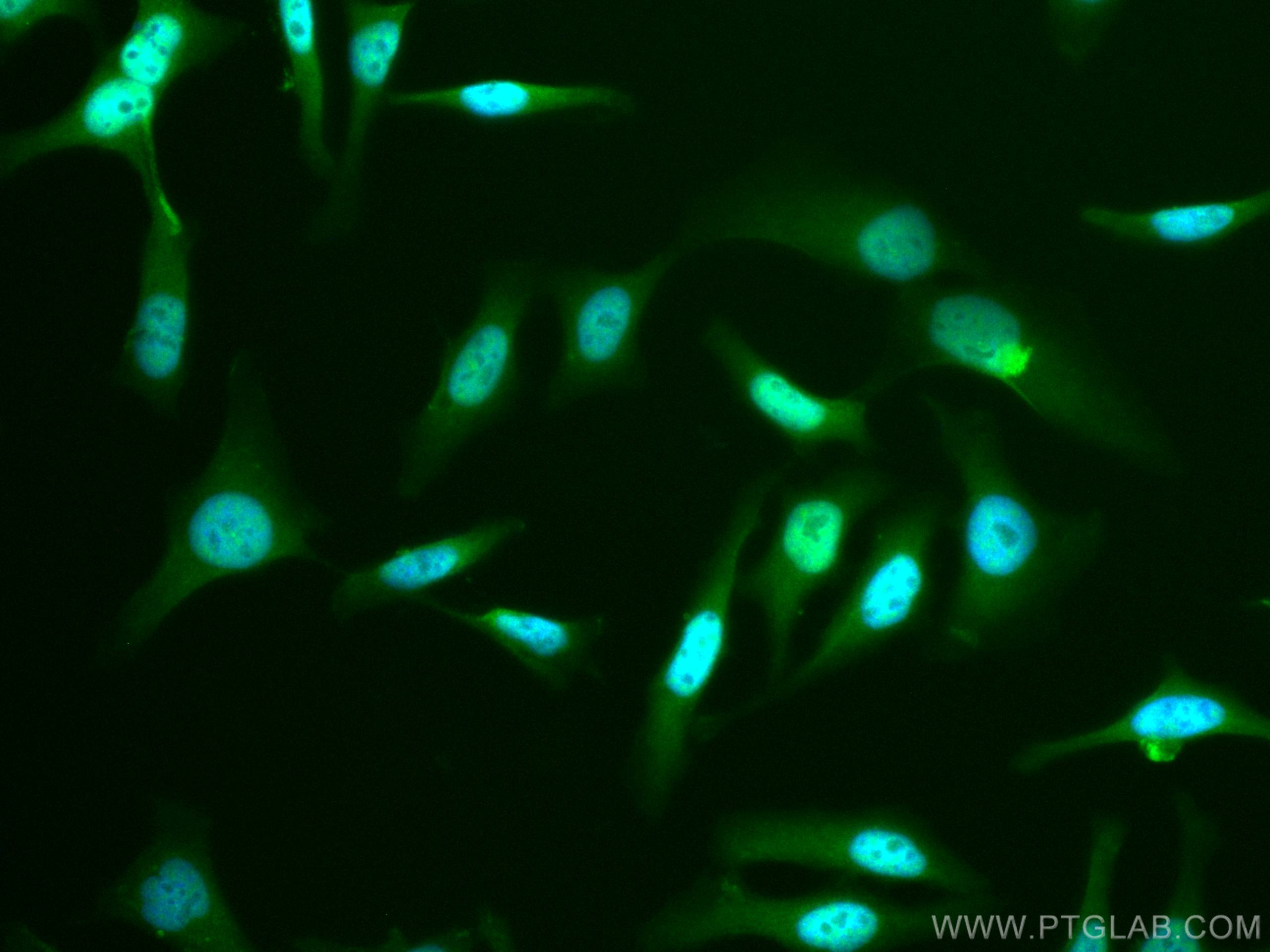 IF Staining of HeLa using CL488-11705