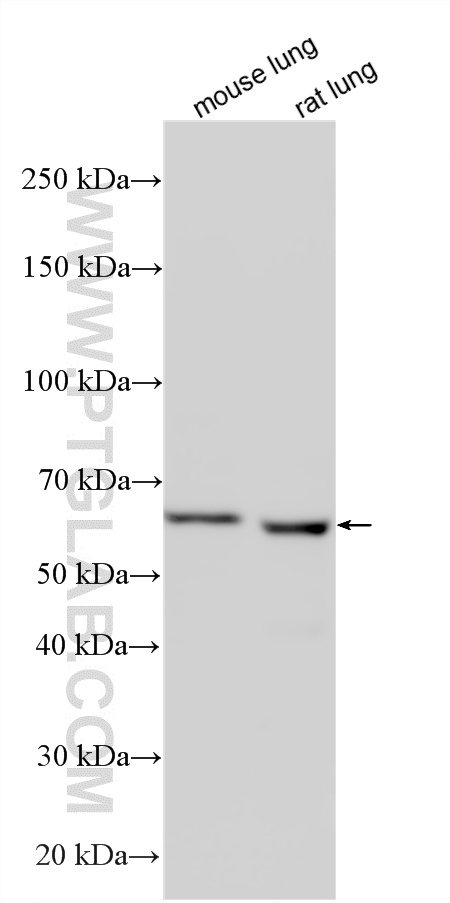 WB analysis using 22988-1-AP