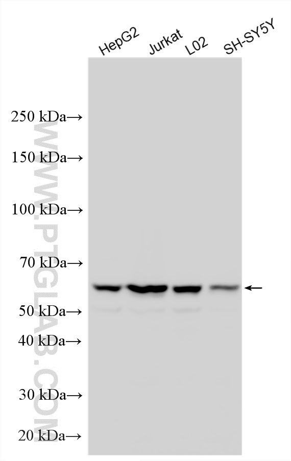 WB analysis using 22988-1-AP