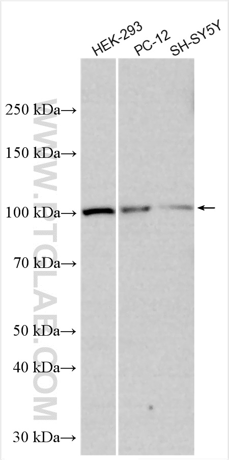 WB analysis using 12973-1-AP