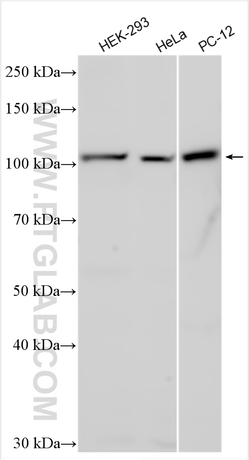 WB analysis using 12973-1-AP