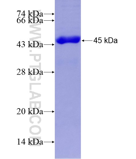 Cdkn2a fusion protein Ag28927 SDS-PAGE