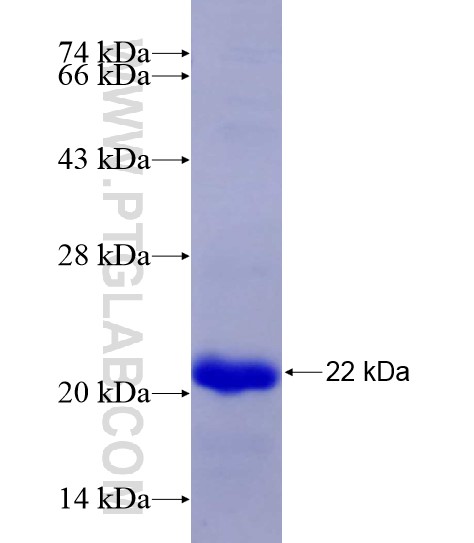 Cdkn2a fusion protein Ag28944 SDS-PAGE