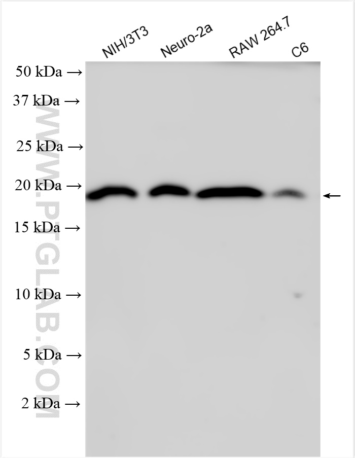 WB analysis using 28416-1-AP