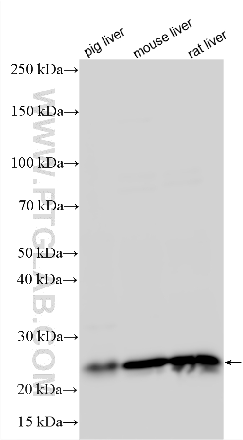 WB analysis using 12589-1-AP