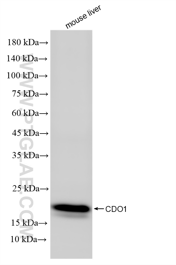 Various lysates were subjected to SDS PAGE followed by western blot with <a class='green' href='/productredirect?CatalogNo=85636-2-RR' target='_blank'>85636-2-RR</a> (CDO1 antibody) at dilution of 1:4000 incubated at room temperature for 1.5 hours. This data was developed using the same antibody clone with 85636-2-PBS in a different storage buffer formulation. WB analysis using 85636-2-RR (same clone as 85636-2-PBS)