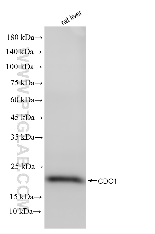 rat liver tissue were subjected to SDS PAGE followed by western blot with <a class='green' href='/productredirect?CatalogNo=85636-2-RR' target='_blank'>85636-2-RR</a> (CDO1 antibody) at dilution of 1:4000 incubated at room temperature for 1.5 hours. This data was developed using the same antibody clone with 85636-2-PBS in a different storage buffer formulation. WB analysis of rat liver using 85636-2-RR (same clone as 85636-2-PBS)