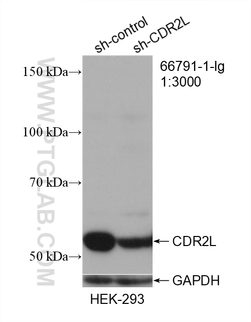 WB analysis of HEK-293 using 66791-1-Ig