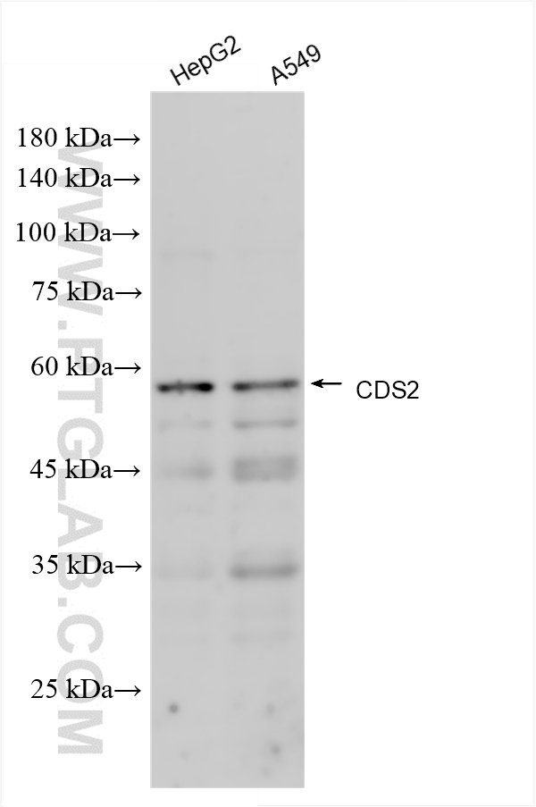 WB analysis using 85162-4-RR (same clone as 85162-4-PBS)