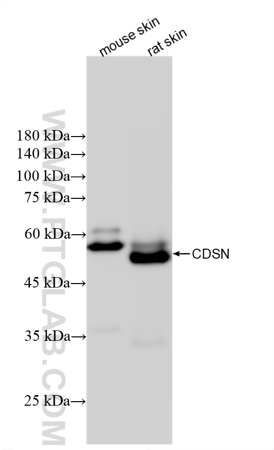 WB analysis using 85384-2-RR (same clone as 85384-2-PBS) WB analysis using 85384-2-RR (same clone as 85384-2-PBS)
