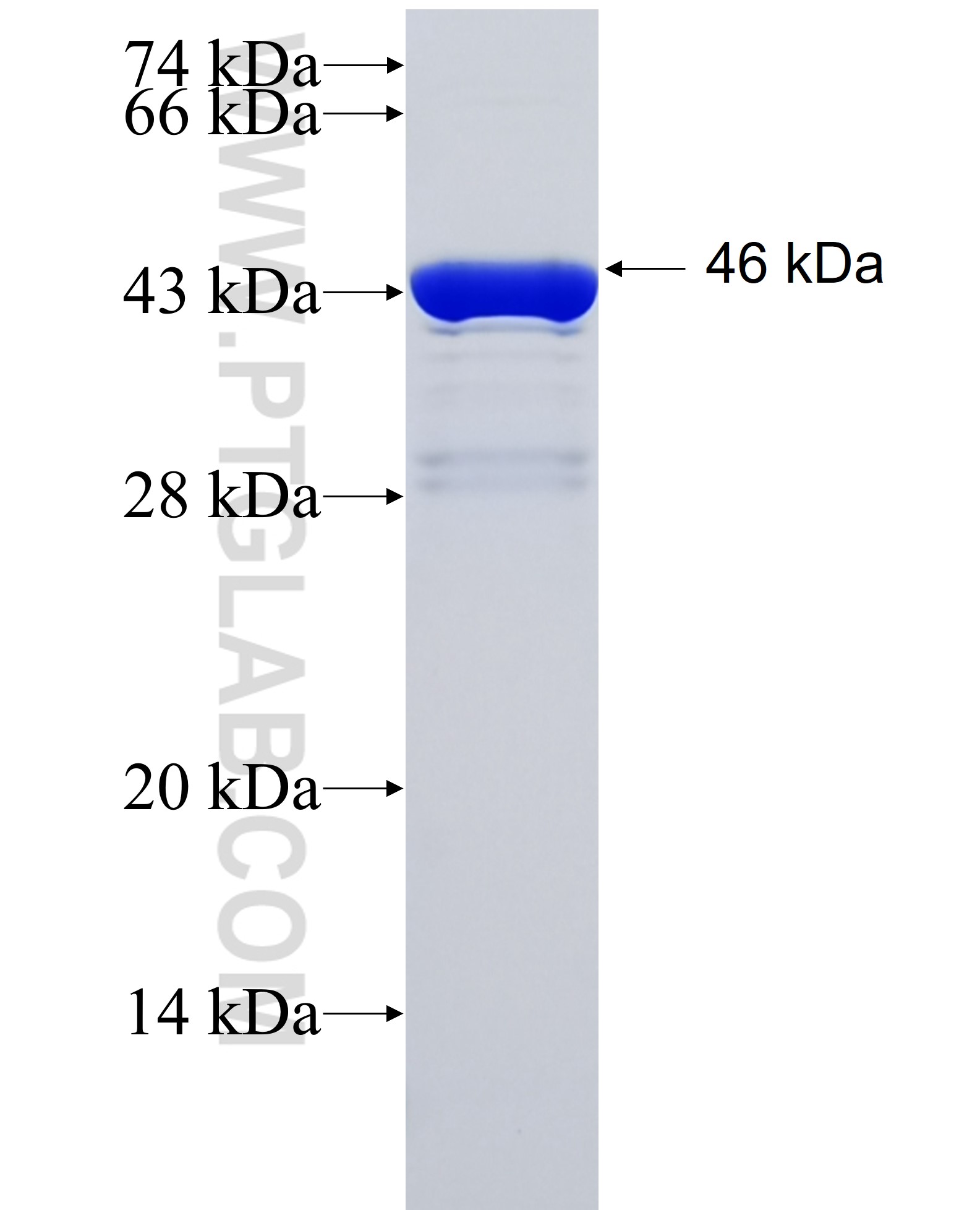 CDV3 fusion protein Ag26577 SDS-PAGE