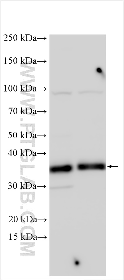 WB analysis using 30380-1-AP