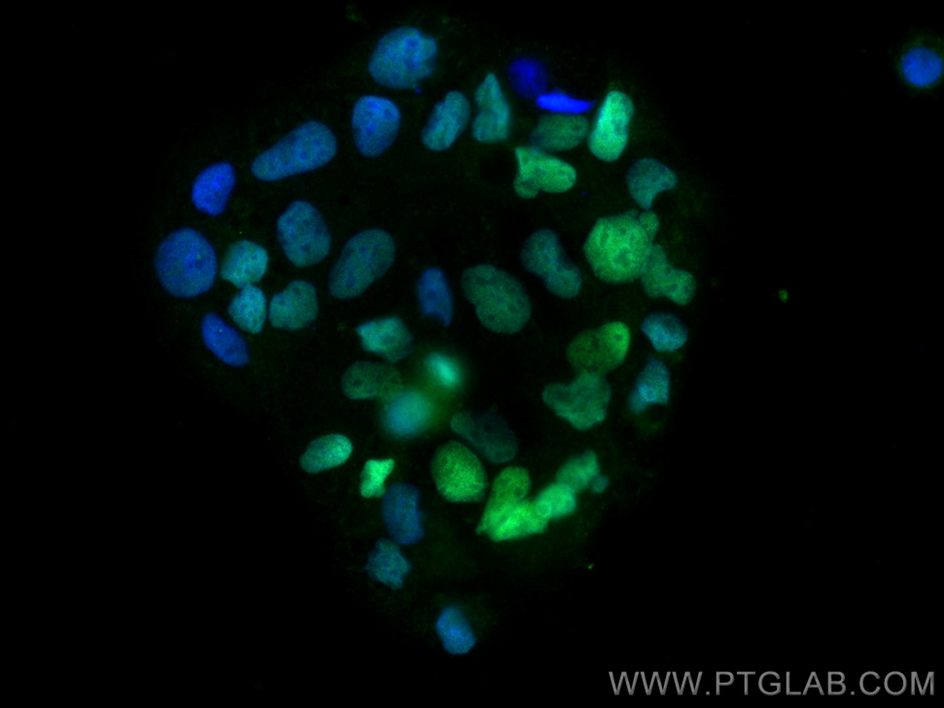 IF Staining of Caco-2 using 60243-1-Ig (same clone as 60243-1-PBS)