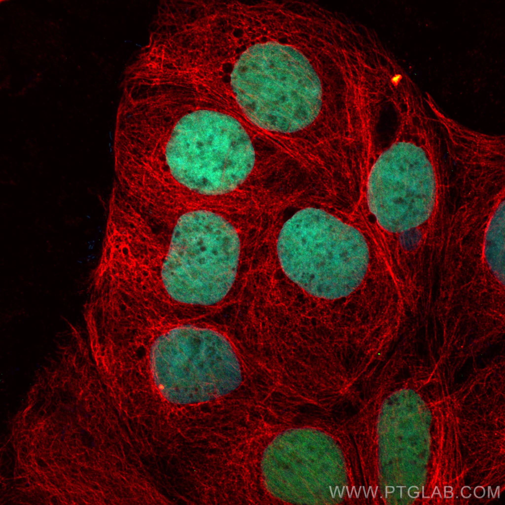 IF Staining of Caco-2 using 82659-1-RR