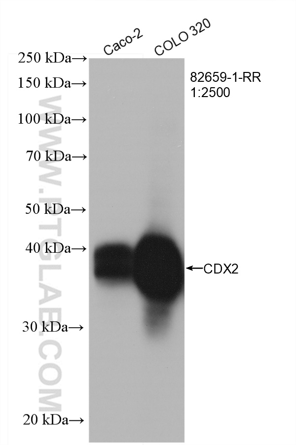 WB analysis using 82659-1-RR