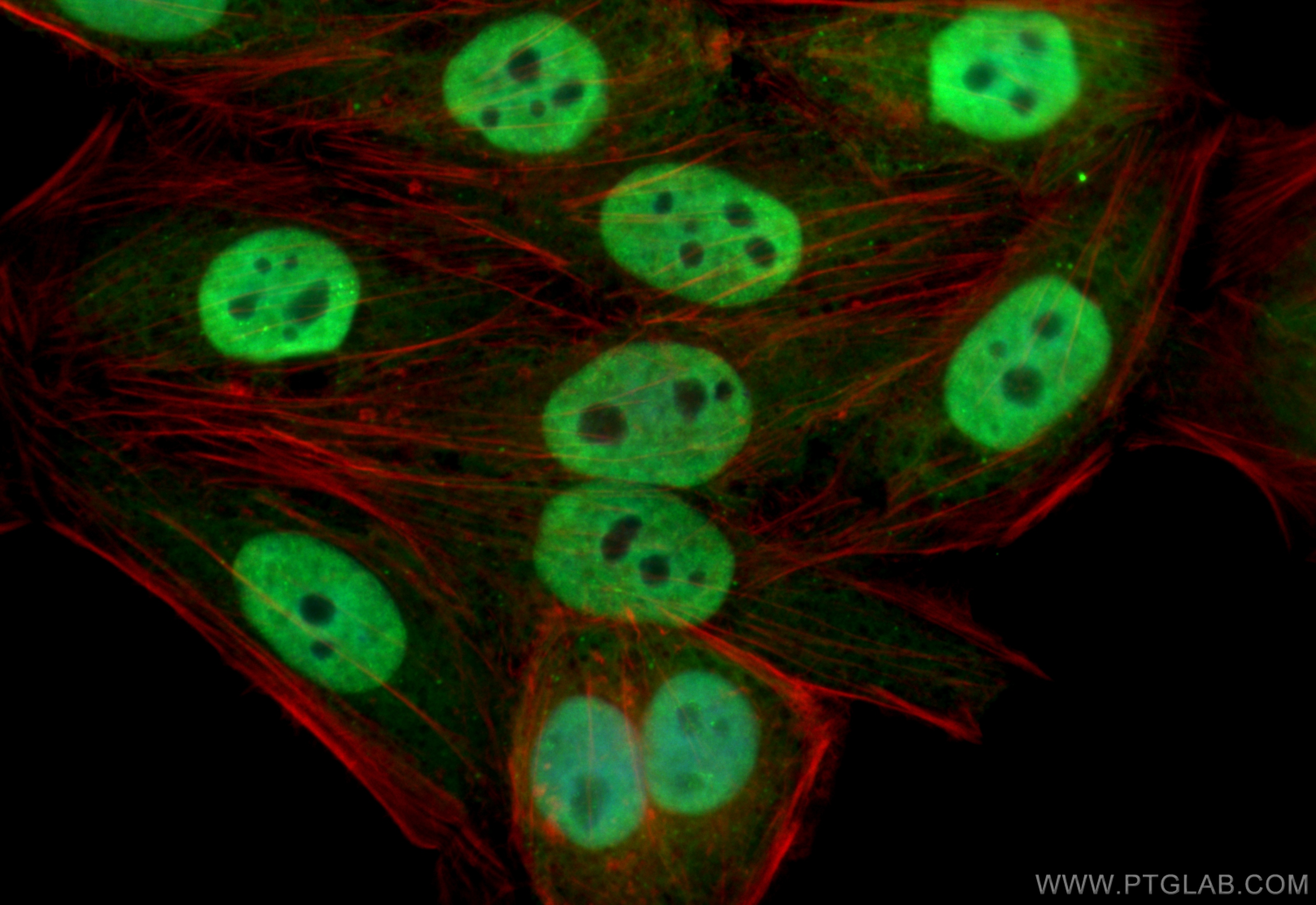IF Staining of HepG2 using CL488-82659