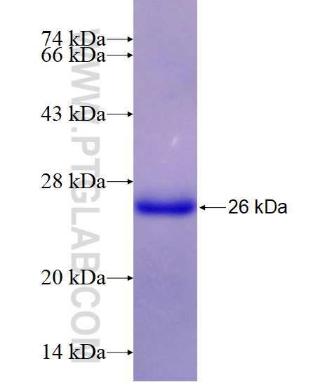 CDX2 fusion protein Ag17644 SDS-PAGE