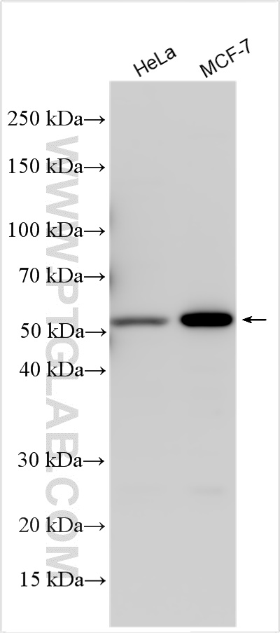 WB analysis using 32433-1-AP