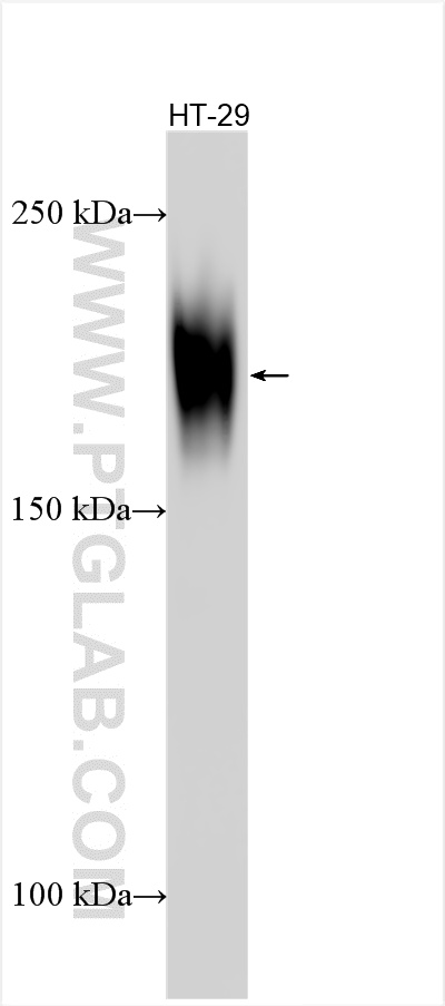 WB analysis using 31519-1-AP