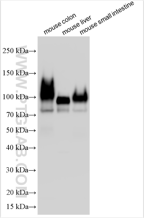 WB analysis using 32395-1-AP
