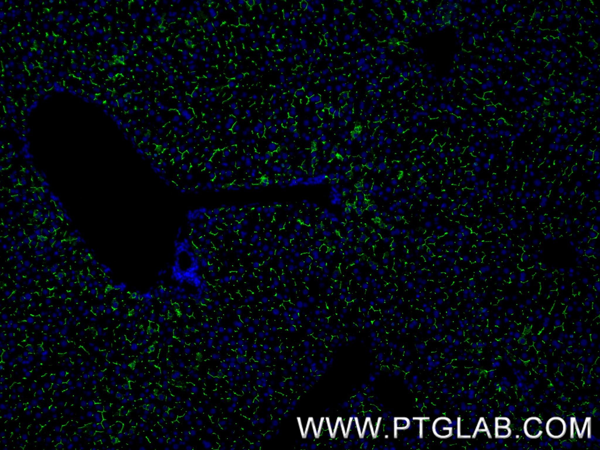 IF Staining of mouse liver using 84409-4-RR (same clone as 84409-4-PBS)