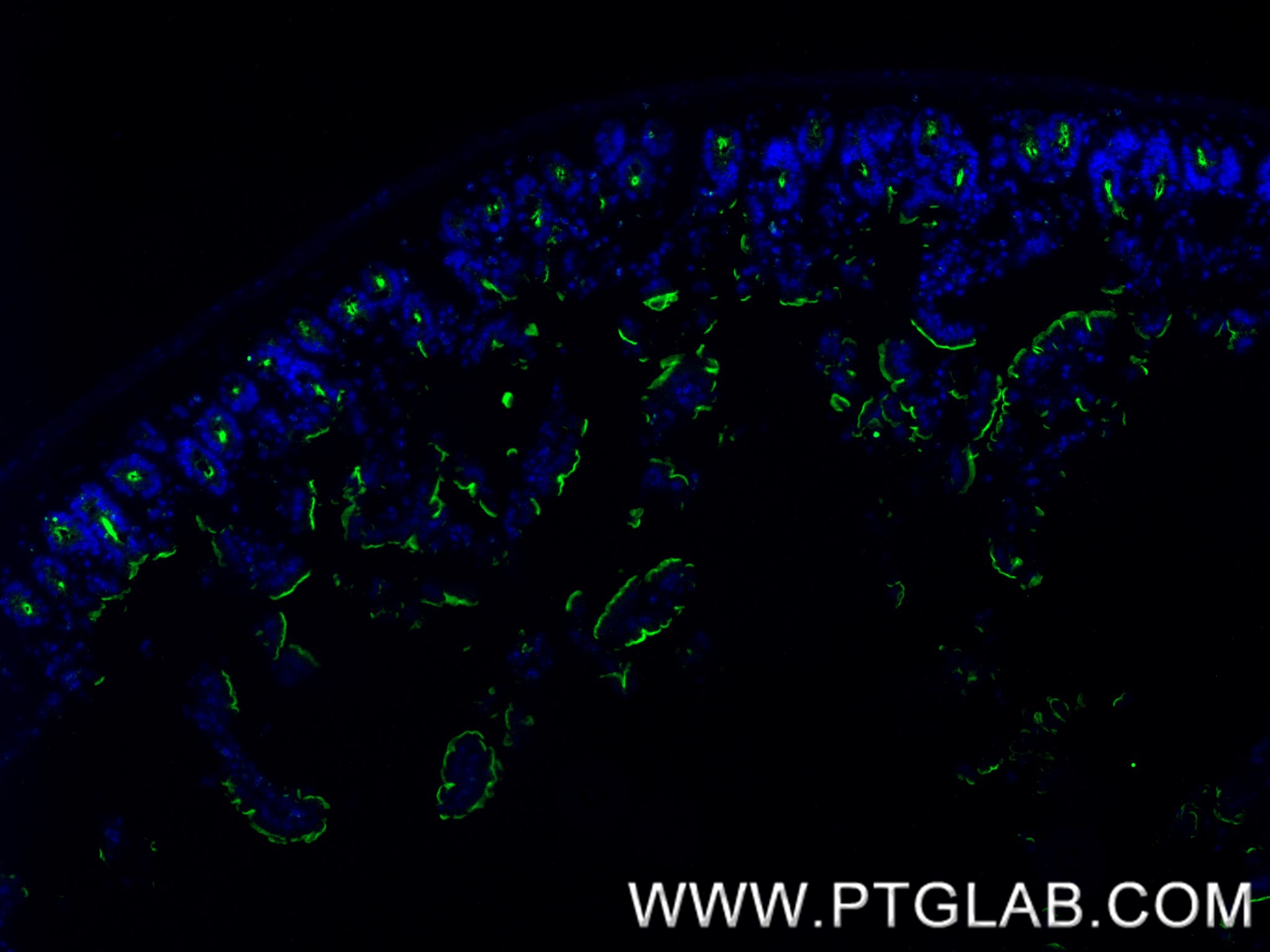 IF Staining of mouse small intestine using 84409-4-RR (same clone as 84409-4-PBS)