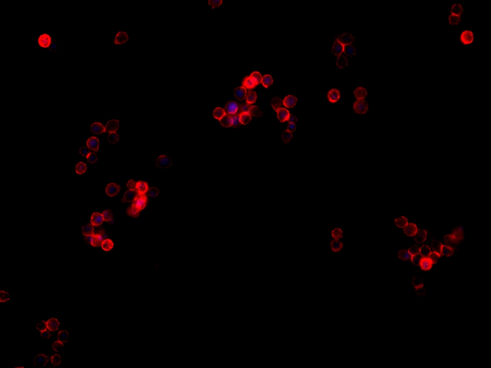 IF Staining of HT-29 using 68653-1-Ig