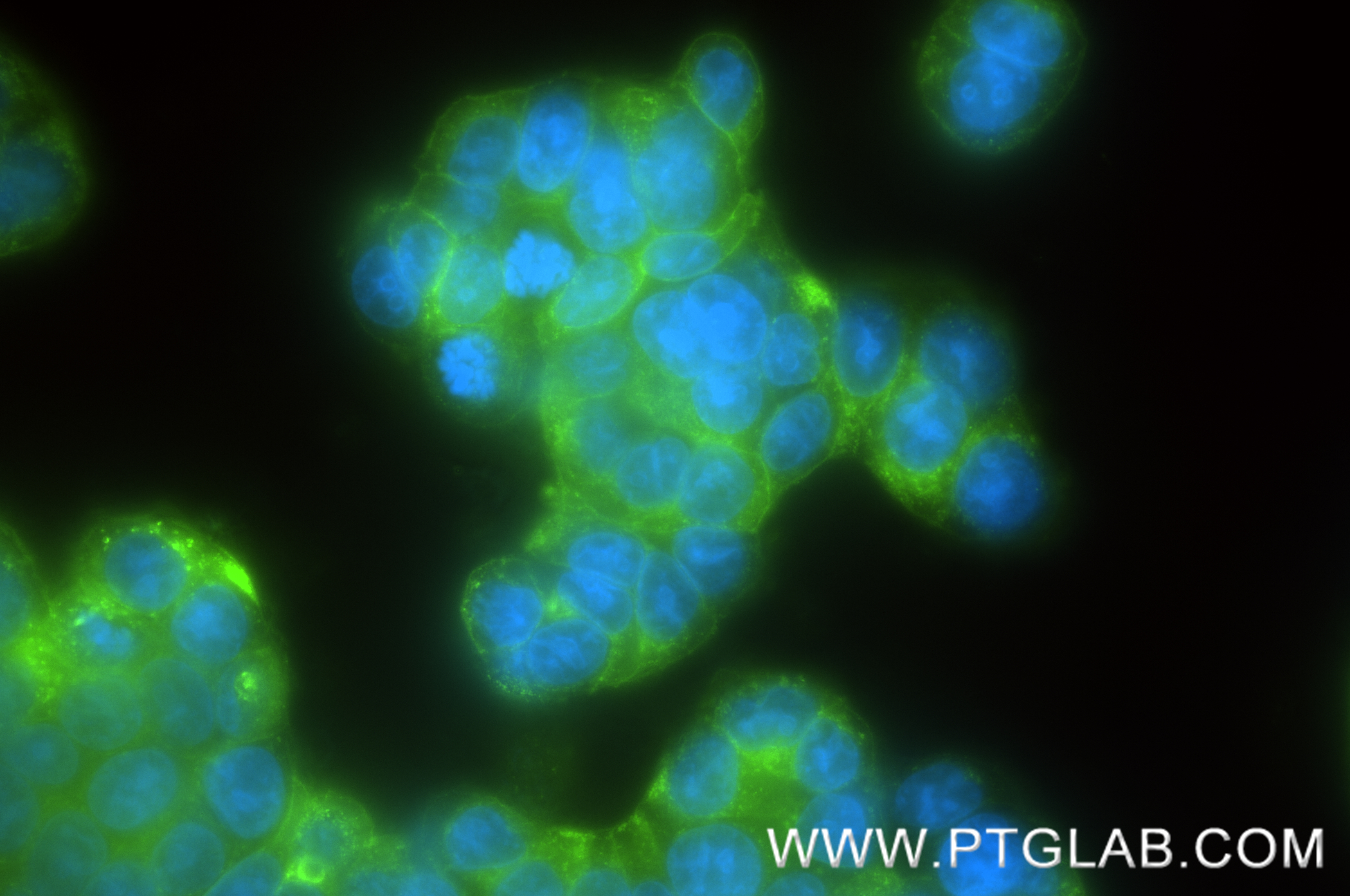 IF Staining of HT-29 using 83524-3-RR