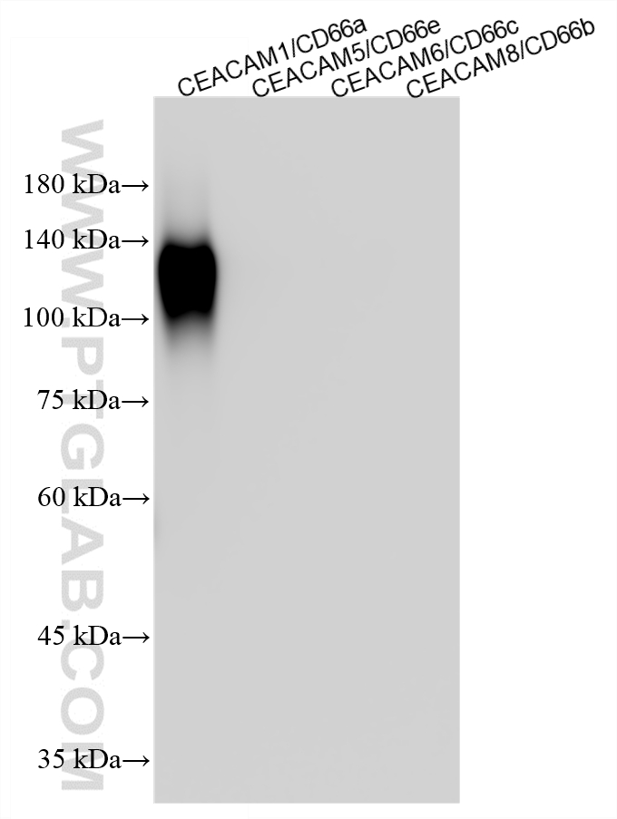 WB analysis using 83524-8-RR WB analysis using 83524-8-RR