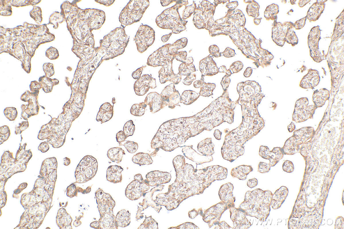 IHC staining of human placenta using 32196-1-AP