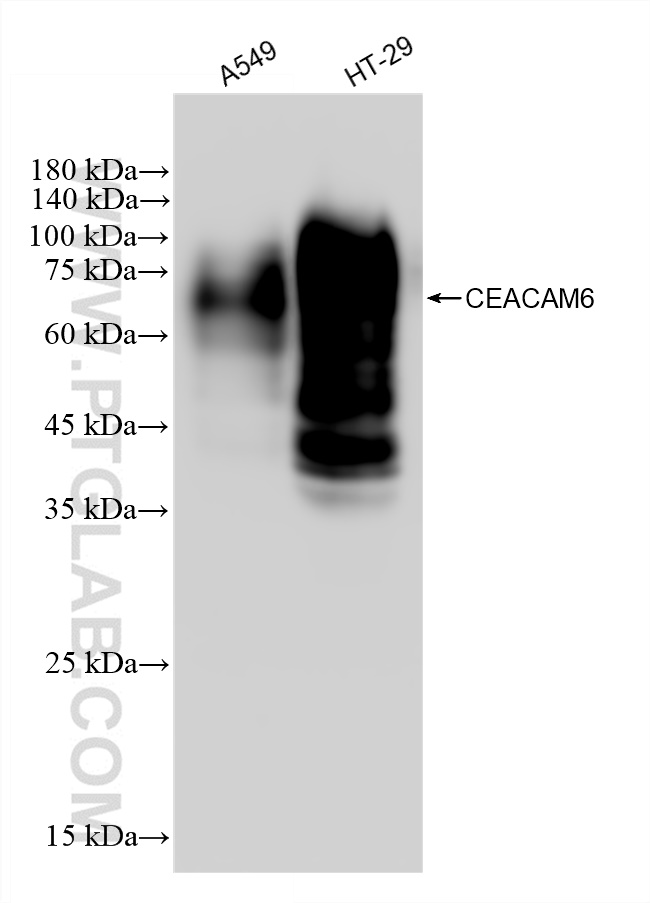 WB analysis using 83203-5-RR