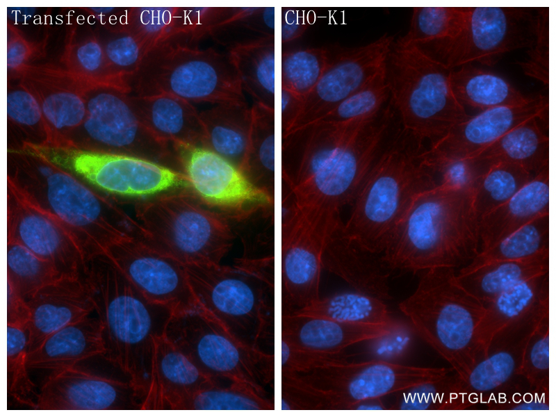 Immunofluorescent analysis of (4% PFA) fixed Transfected CHO-K1 cells using CEACAM8 antibody (83105-6-RR, Clone: 242954B2 ) at dilution of 1:400 and CoraLite®488-Conjugated Goat Anti-Rabbit IgG(H+L) (<a class='green' href='/productredirect?CatalogNo=SA00013-2' target='_blank'>SA00013-2</a>), CL594-Phalloidin (red). IF Staining of Transfected CHO-K1 using 83105-6-RR