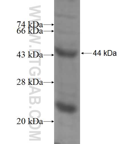CEACAM8 fusion protein Ag6102 SDS-PAGE