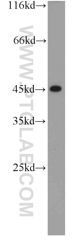 WB analysis of L02 using 18311-1-AP