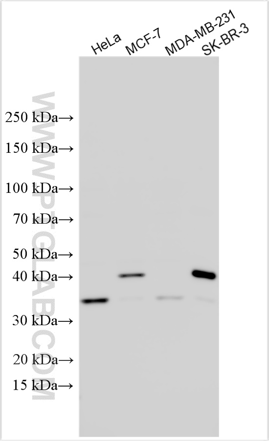 WB analysis using 23895-1-AP