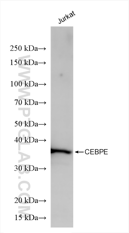 WB analysis of Jurkat using 86432-1-RR