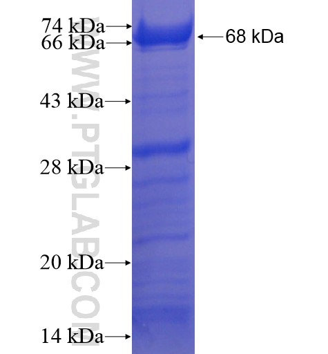 CEBPZ fusion protein Ag11003 SDS-PAGE