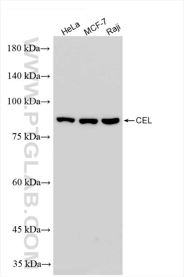 WB analysis using 85081-4-RR