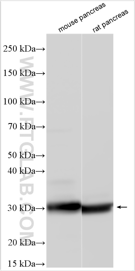 Various lysates were subjected to SDS PAGE followed by western blot with 33375-1-AP (CELA2A antibody) at dilution of 1:8000 incubated at room temperature for 1.5 hours. WB analysis using 33375-1-AP