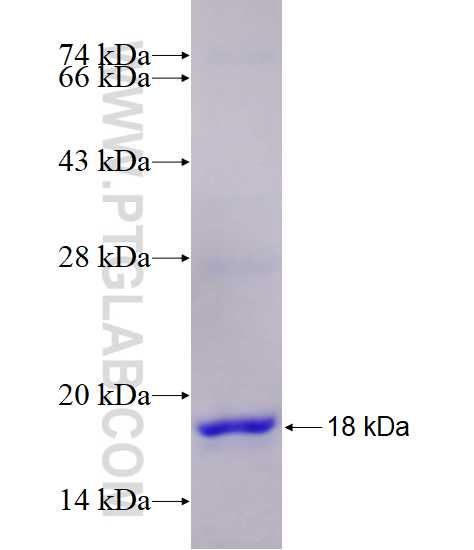 CELSR2 fusion protein Ag28668 SDS-PAGE