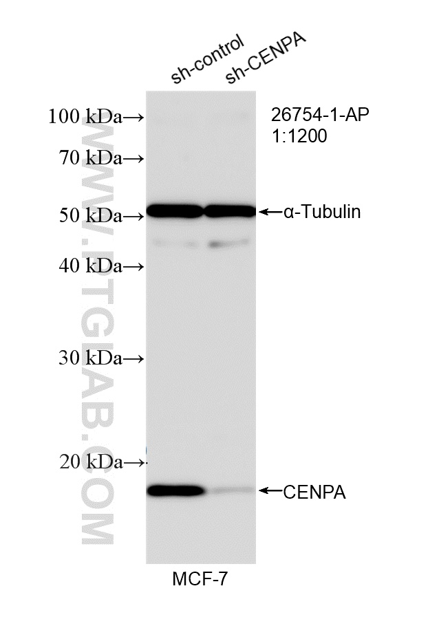 WB analysis of MCF-7 using 26754-1-AP WB analysis of MCF-7 using 26754-1-AP