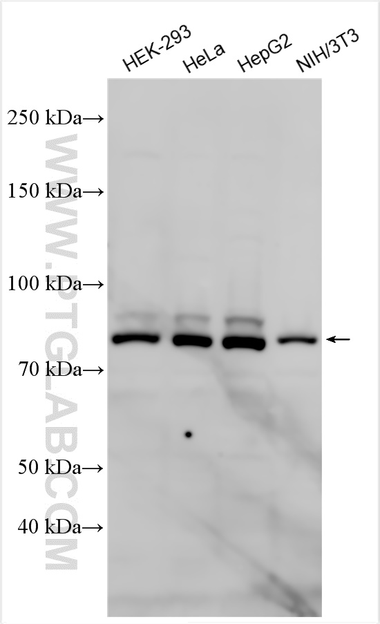 WB analysis using 26738-1-AP