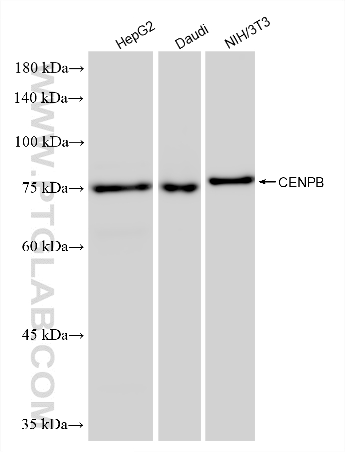 WB analysis using 87672-1-RR (same clone as 87672-1-PBS)