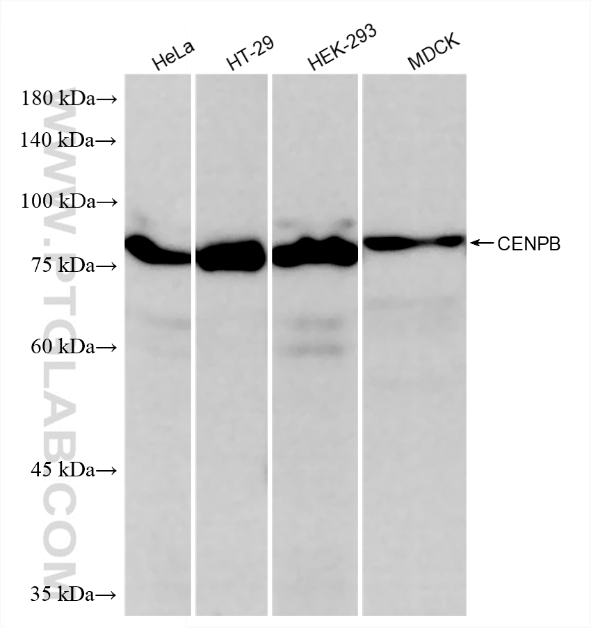 WB analysis using 87672-1-RR (same clone as 87672-1-PBS)
