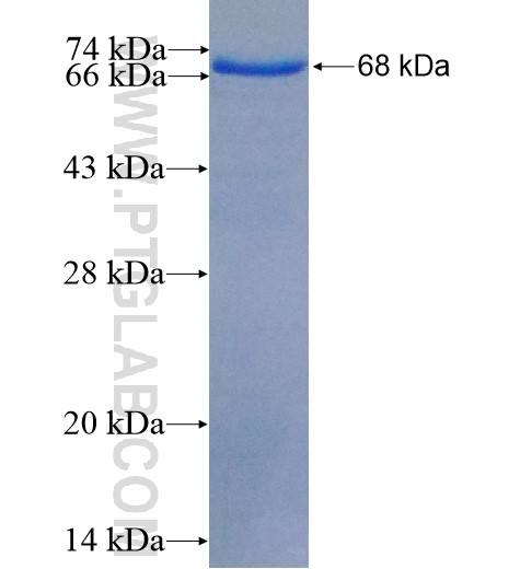 CENPC1 fusion protein Ag5523 SDS-PAGE