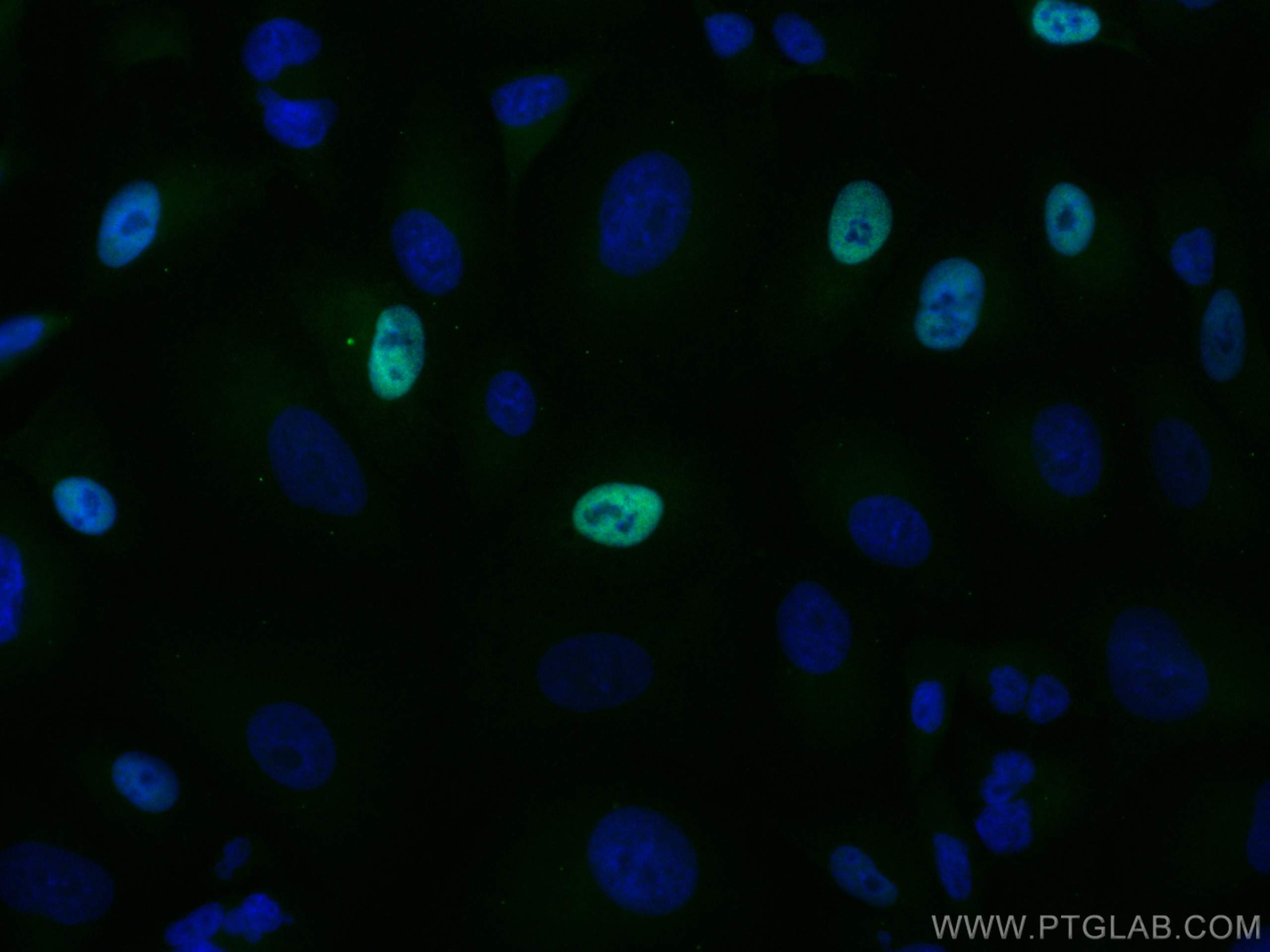 IF Staining of A549 using CL488-28568