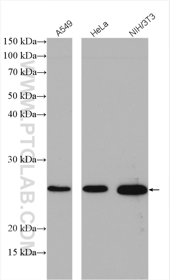 WB analysis using 12841-1-AP