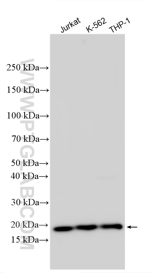 WB analysis using 33963-1-AP (same clone as 33963-1-PBS)