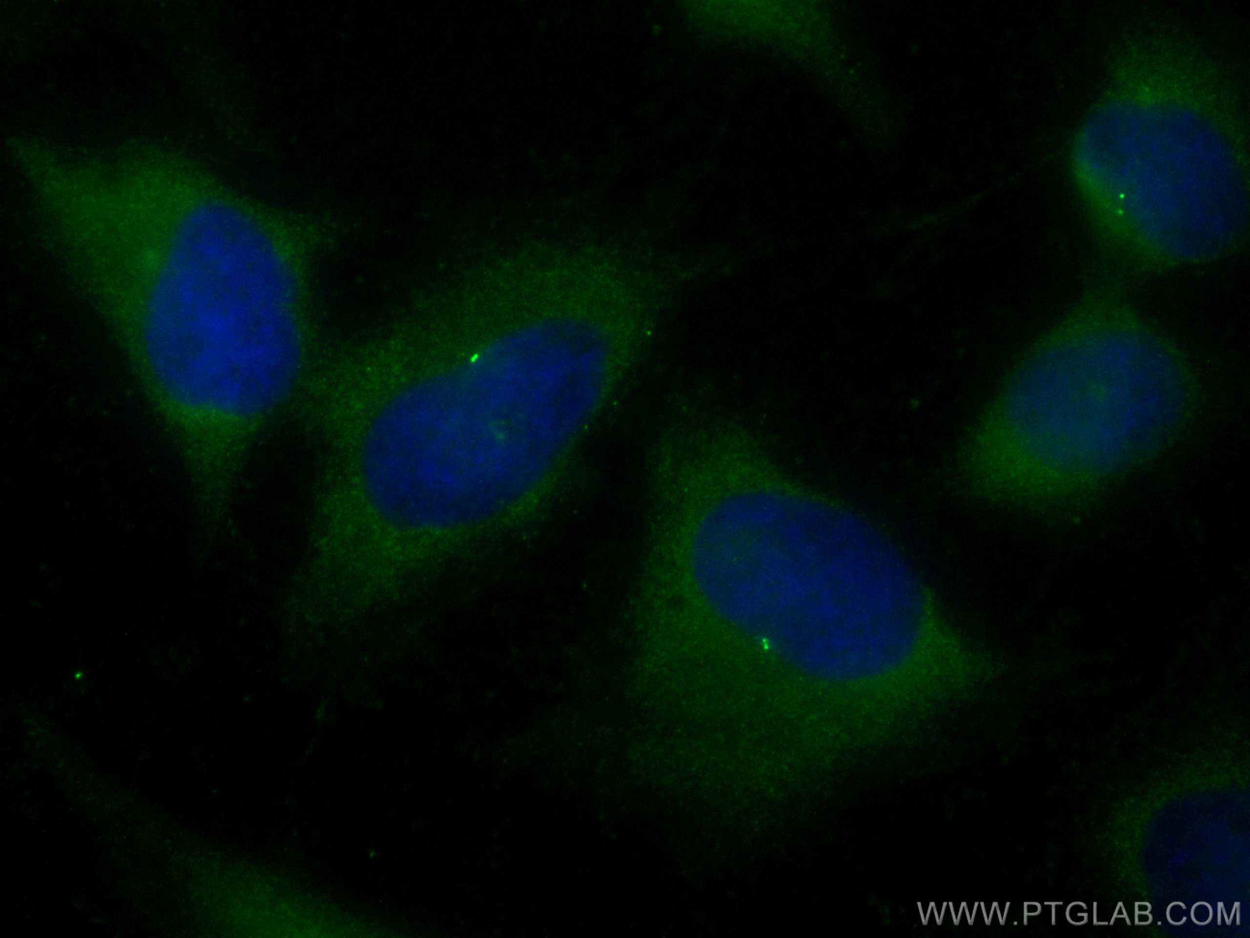 IF Staining of HeLa using CL488-24428