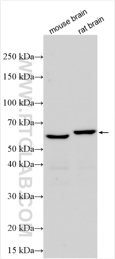 WB analysis using 21815-1-AP